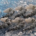 虎虾仁/草虾仁