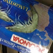 厄瓜多尔白虾