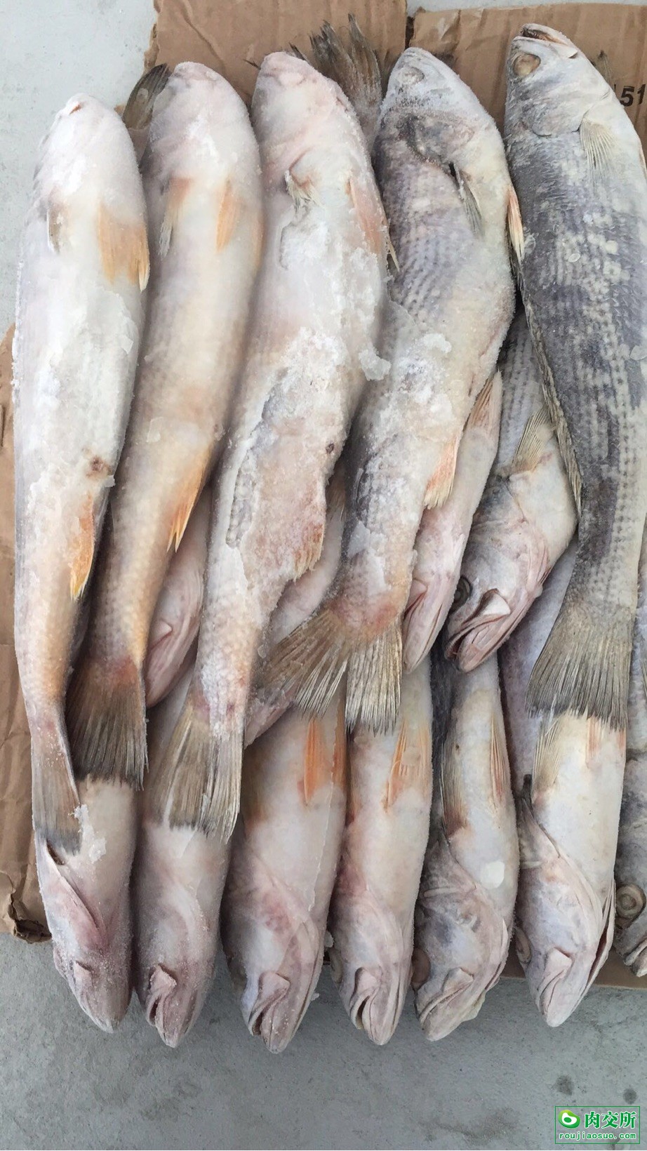 野生鮸鱼批发广东深圳市野生鮸鱼价格_肉交所