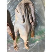 老麻鸭