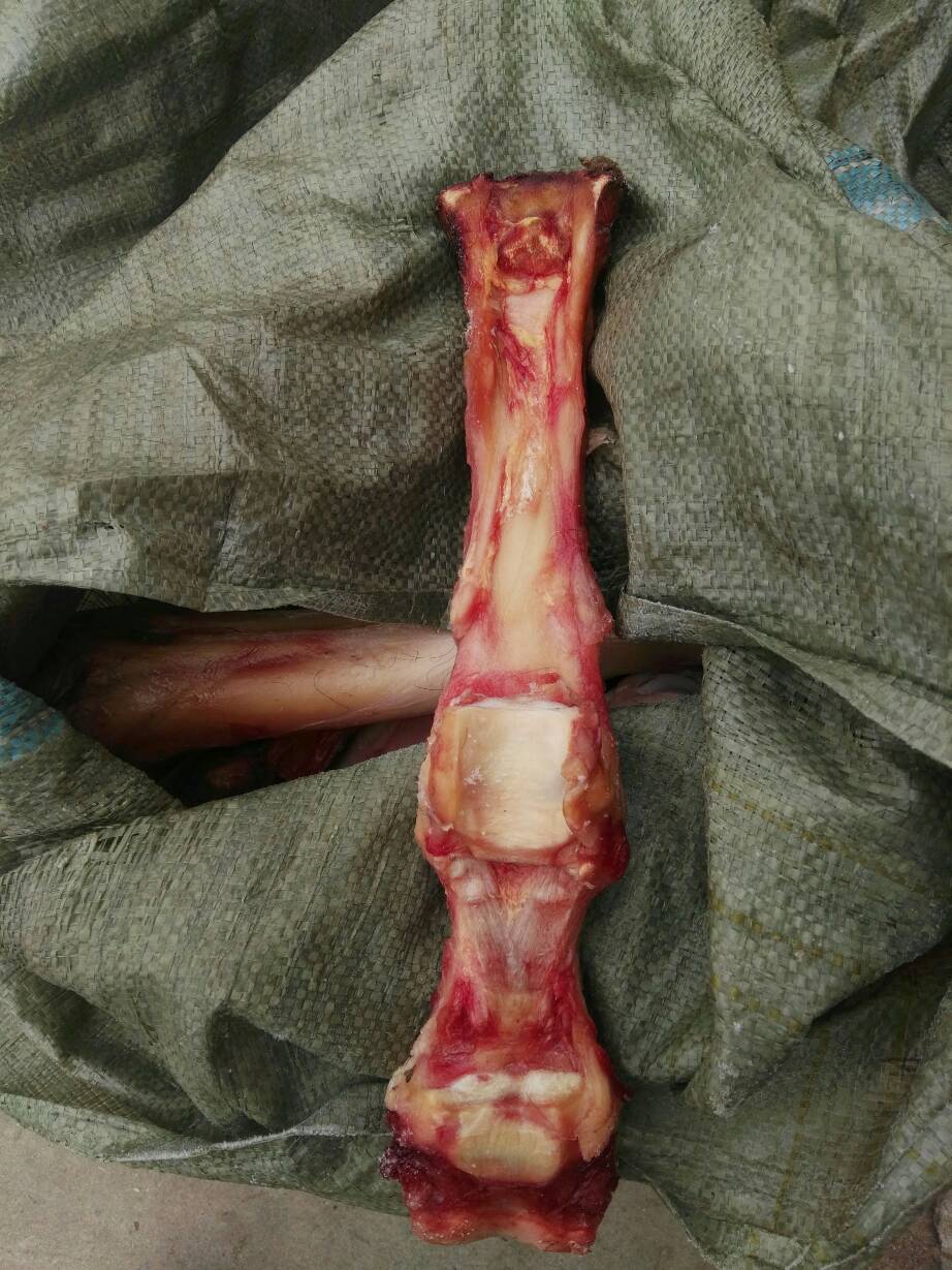 马腿骨