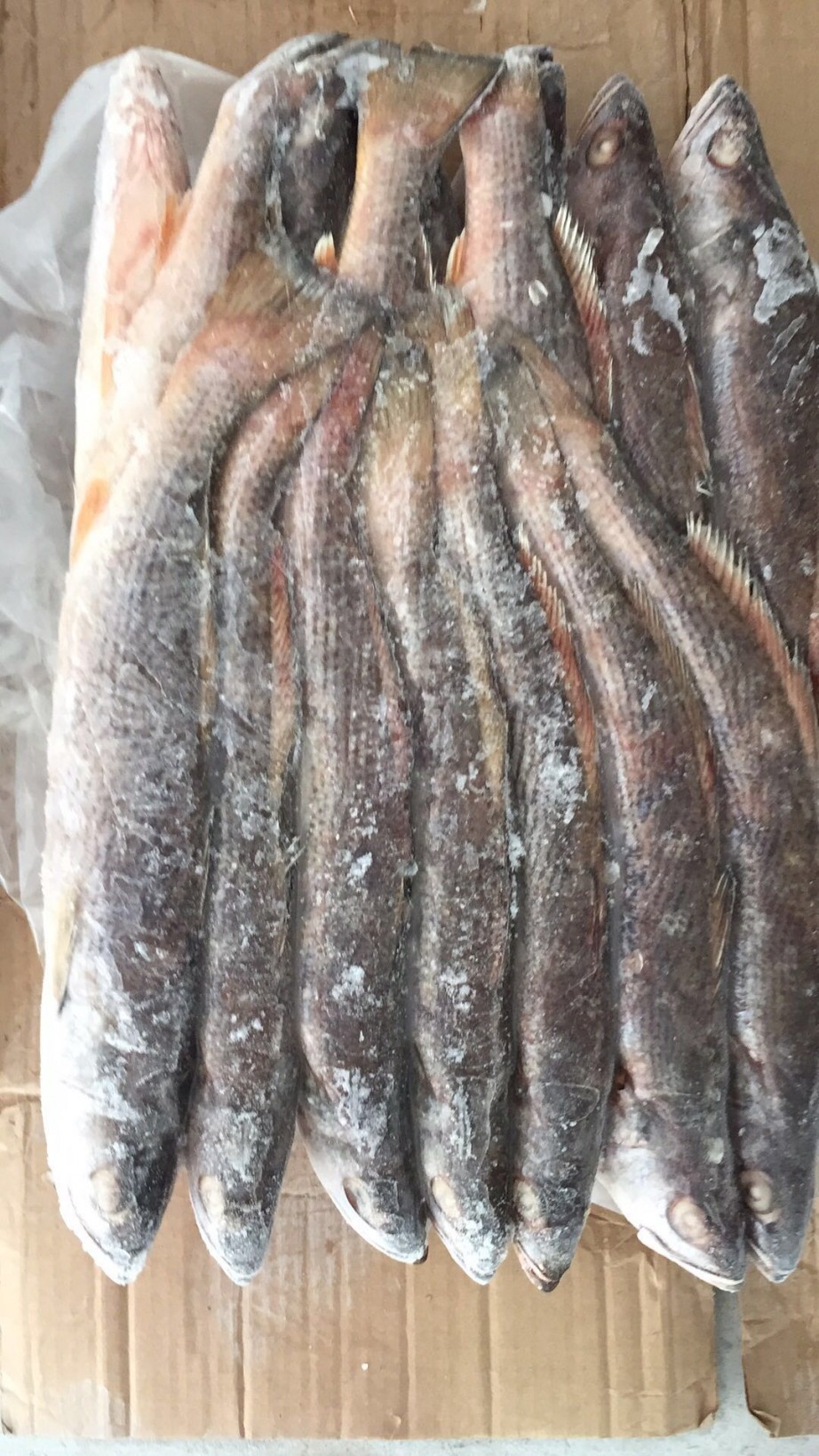 石首鱼(鮸鱼)批发广东深圳市石首鱼(鮸鱼)价格_肉交所