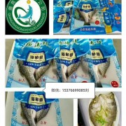 强竞海鲈鱼