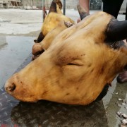 火烧毛牛头