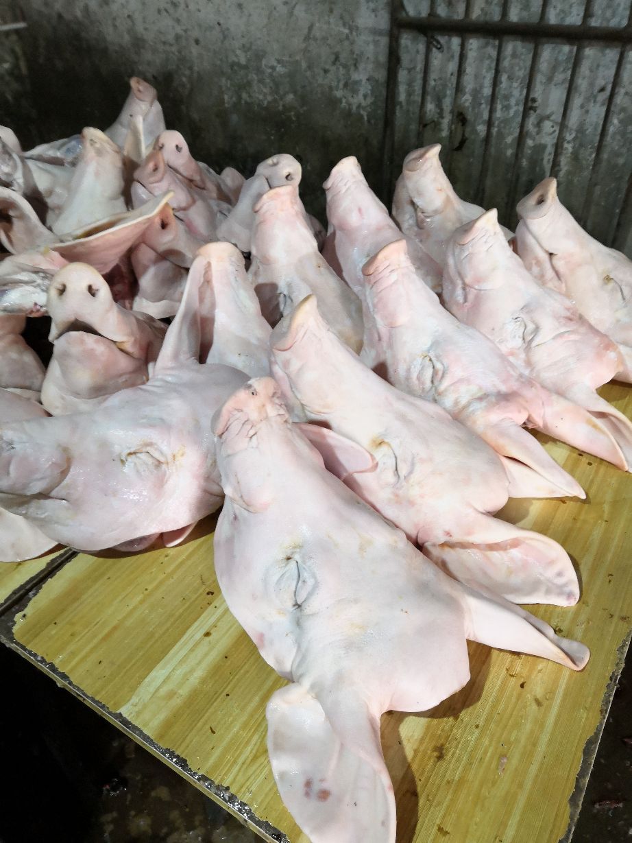 带耳猪头批发湖北孝感市带耳猪头价格_肉交所