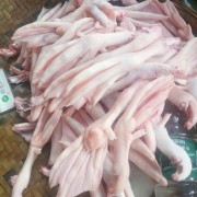 鹅掌