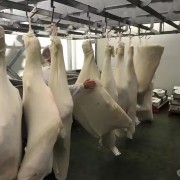 澳洲A牛四分体