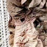 牛散带