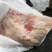 白俄公牛四分体
