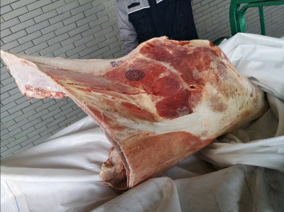 白俄公牛四分体