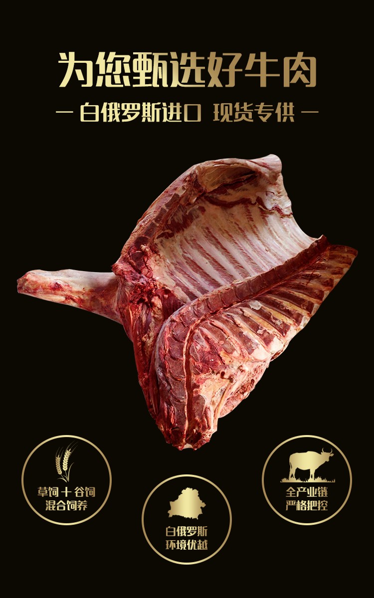 白俄公牛四分体