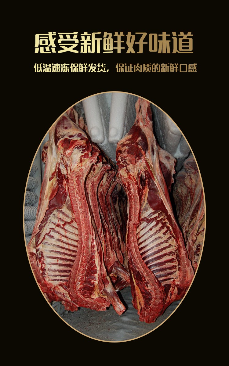 白俄公牛四分体