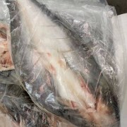 开背巴沙鱼