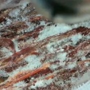 蒙古马肉肋条