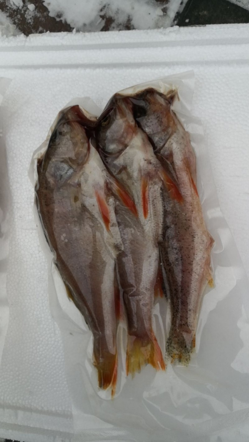 新疆野生五道黑