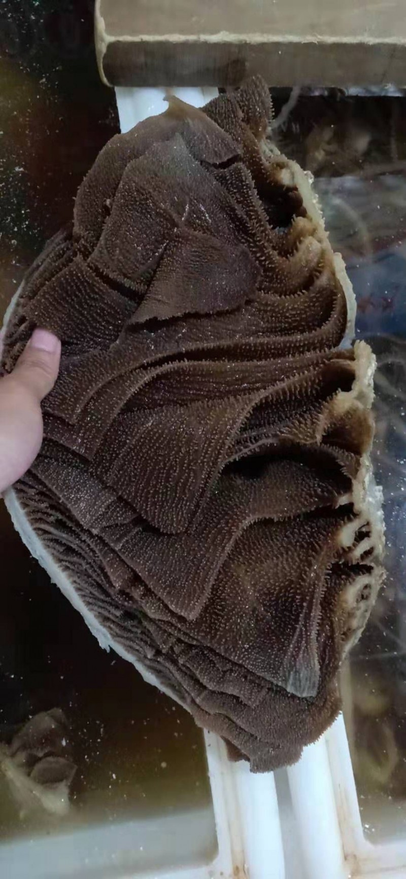 毛肚黑个子批发四川内江市毛肚黑个子价格_肉交所