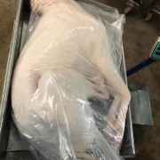 带皮小山羊酮体