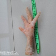 俄罗斯鸡爪凤爪