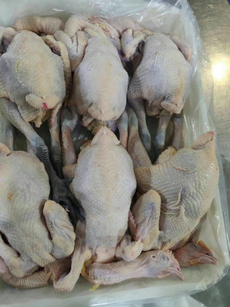 青脚麻鸡批发山东聊城市青脚麻鸡价格_肉交所