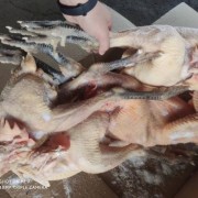 二级麻鸡