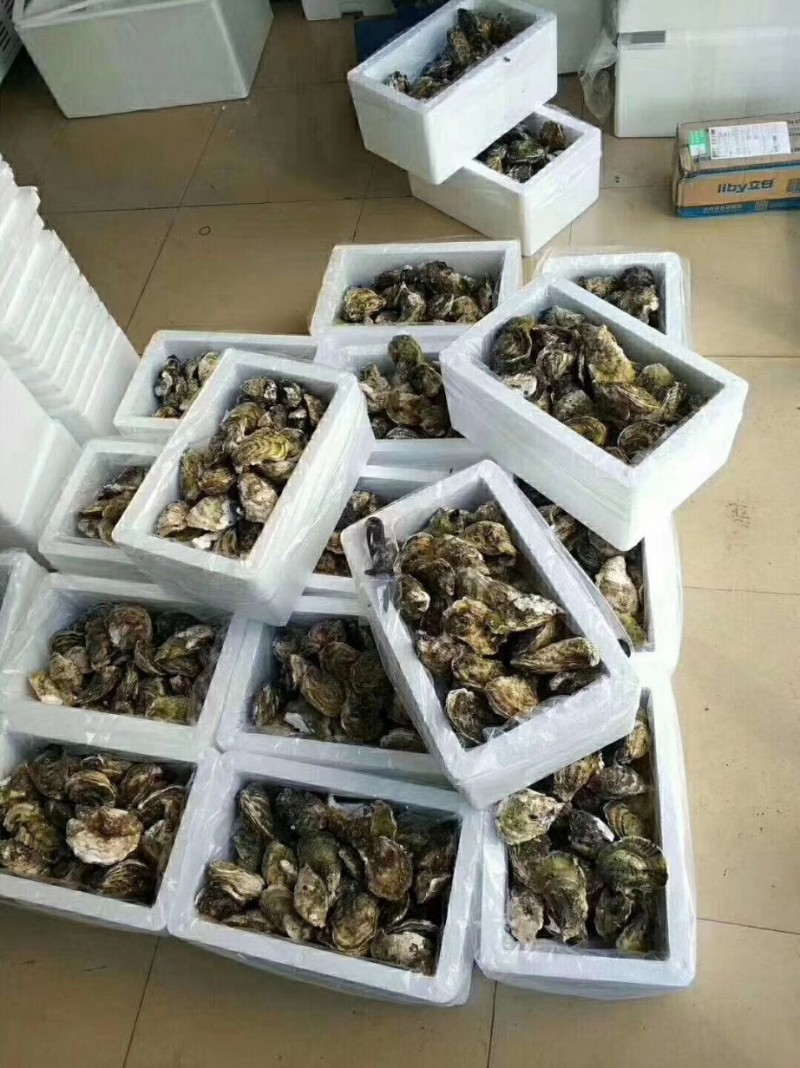 生蚝4斤装批发福建漳州市生蚝4斤装价格_肉交所