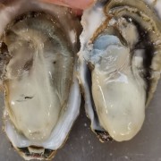 生蚝