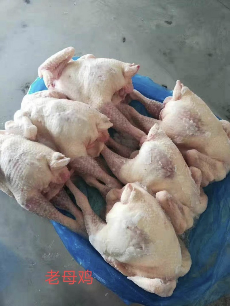 优质红毛老母鸡