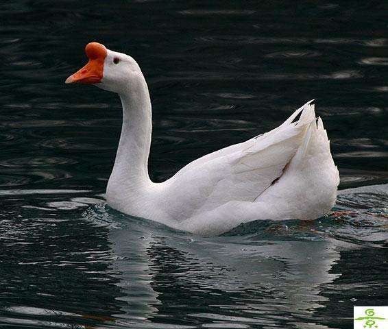 皖西大白鹅咸老鹅