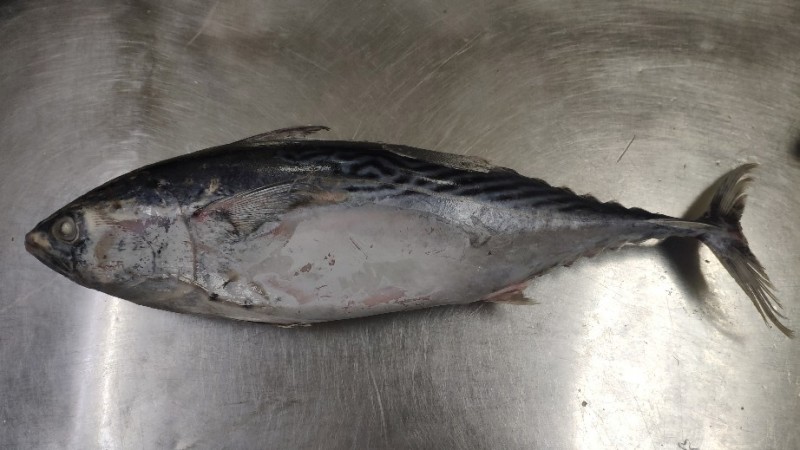 冰鲜炮弹鱼/鲣鱼