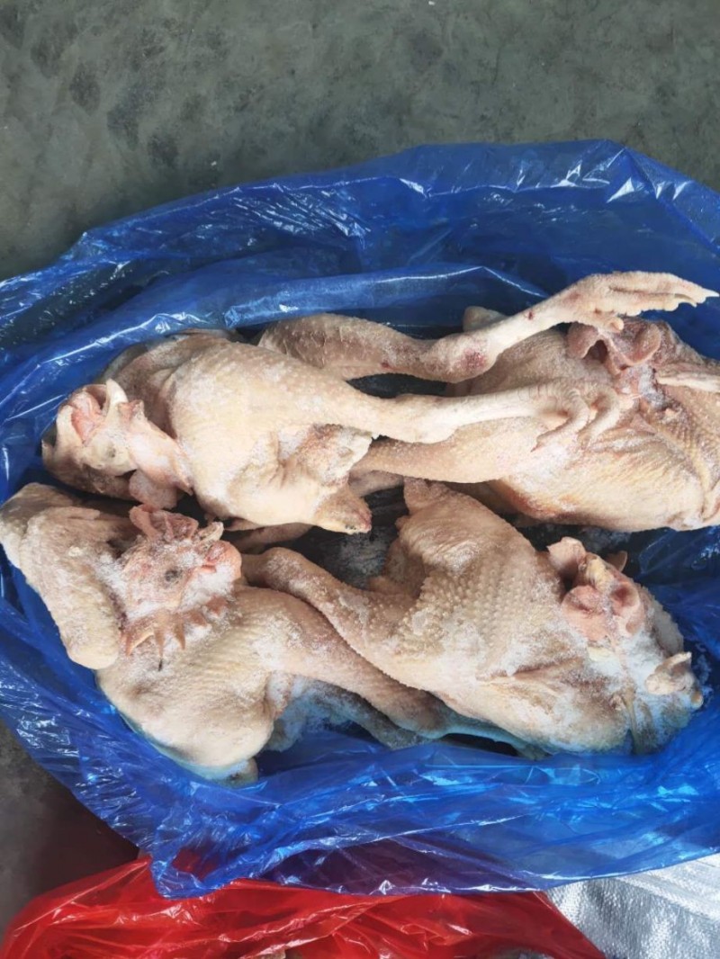 大冠公鸡白条冻品