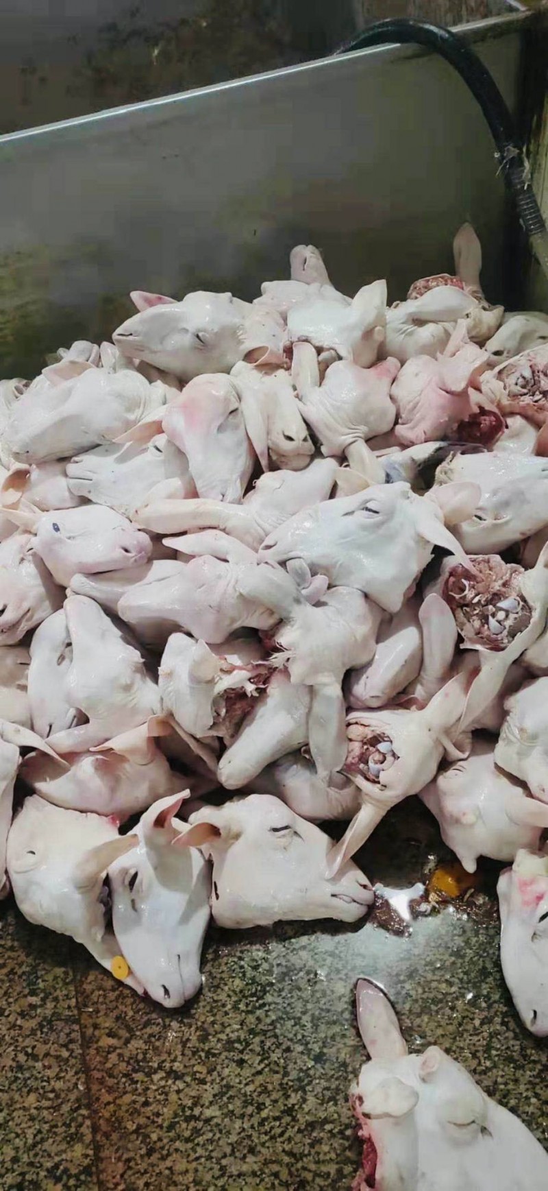 生羊头批发山东济宁市生羊头价格_肉交所