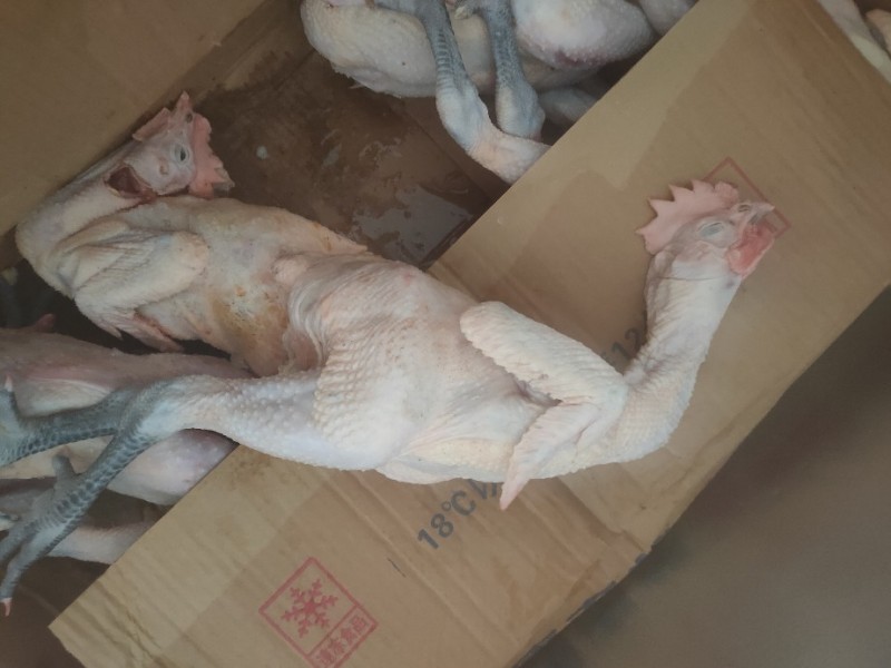 青脚麻鸡批发山东聊城市青脚麻鸡价格_肉交所