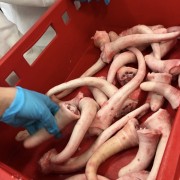 意大利猪尾