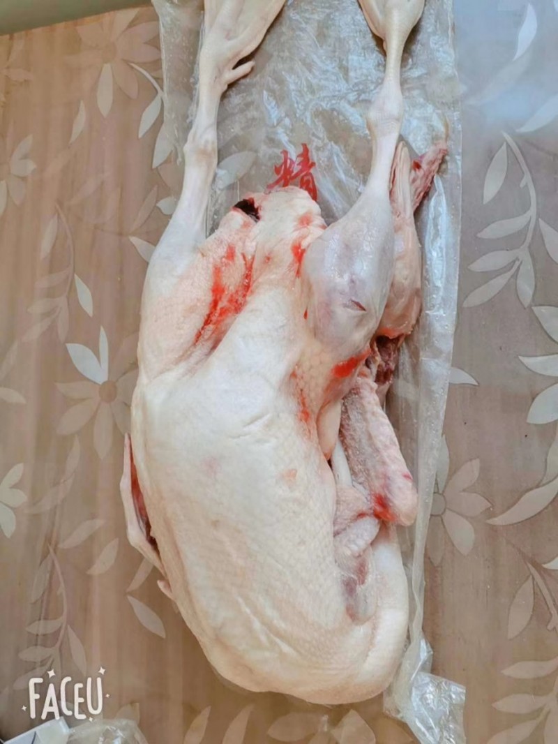 黄河大鹅批发山东济南市黄河大鹅价格_肉交所