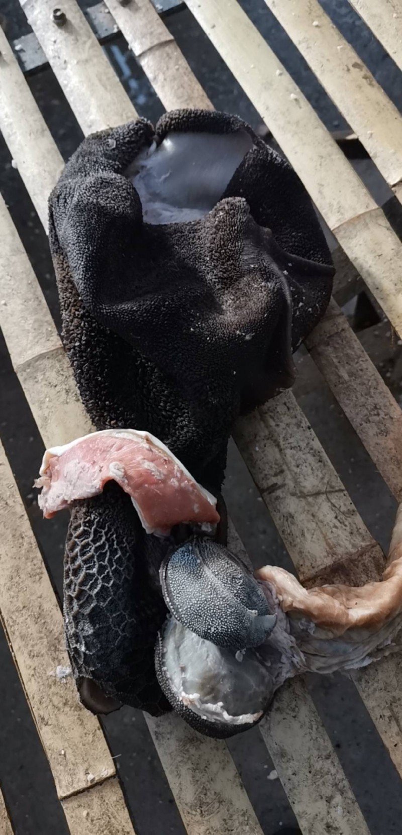 全熟纯水煮黑羊肚