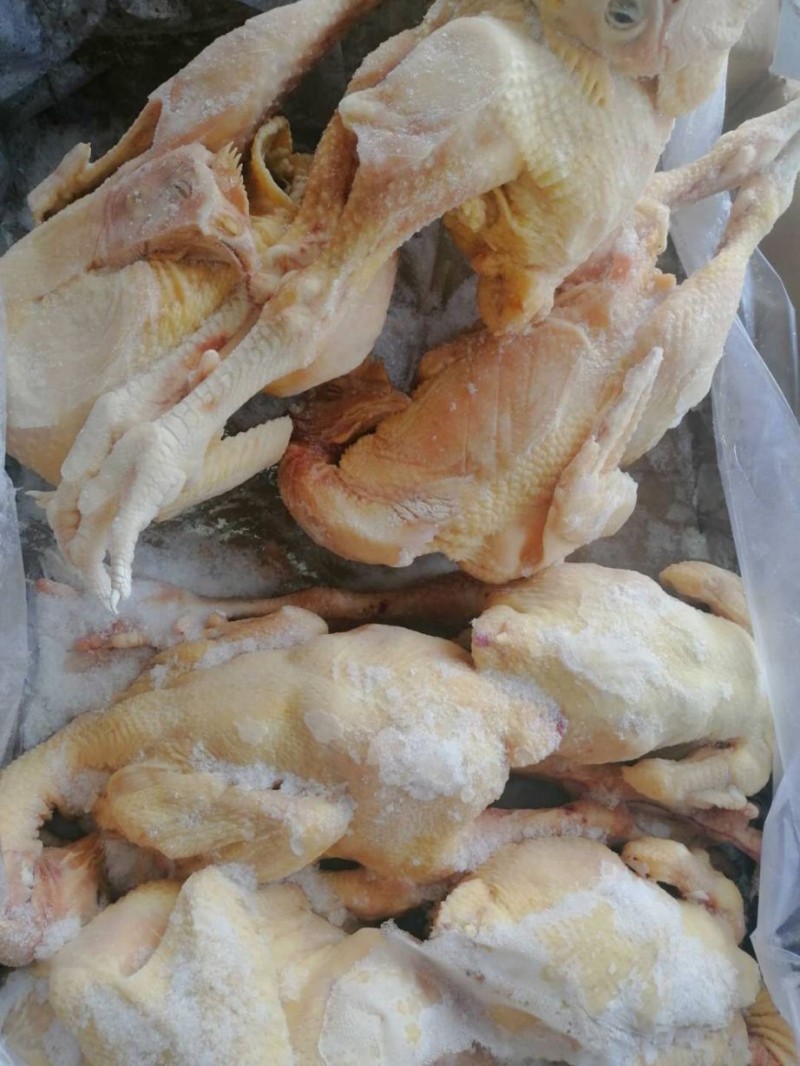 三黄鸡批发山东日照市三黄鸡价格_肉交所