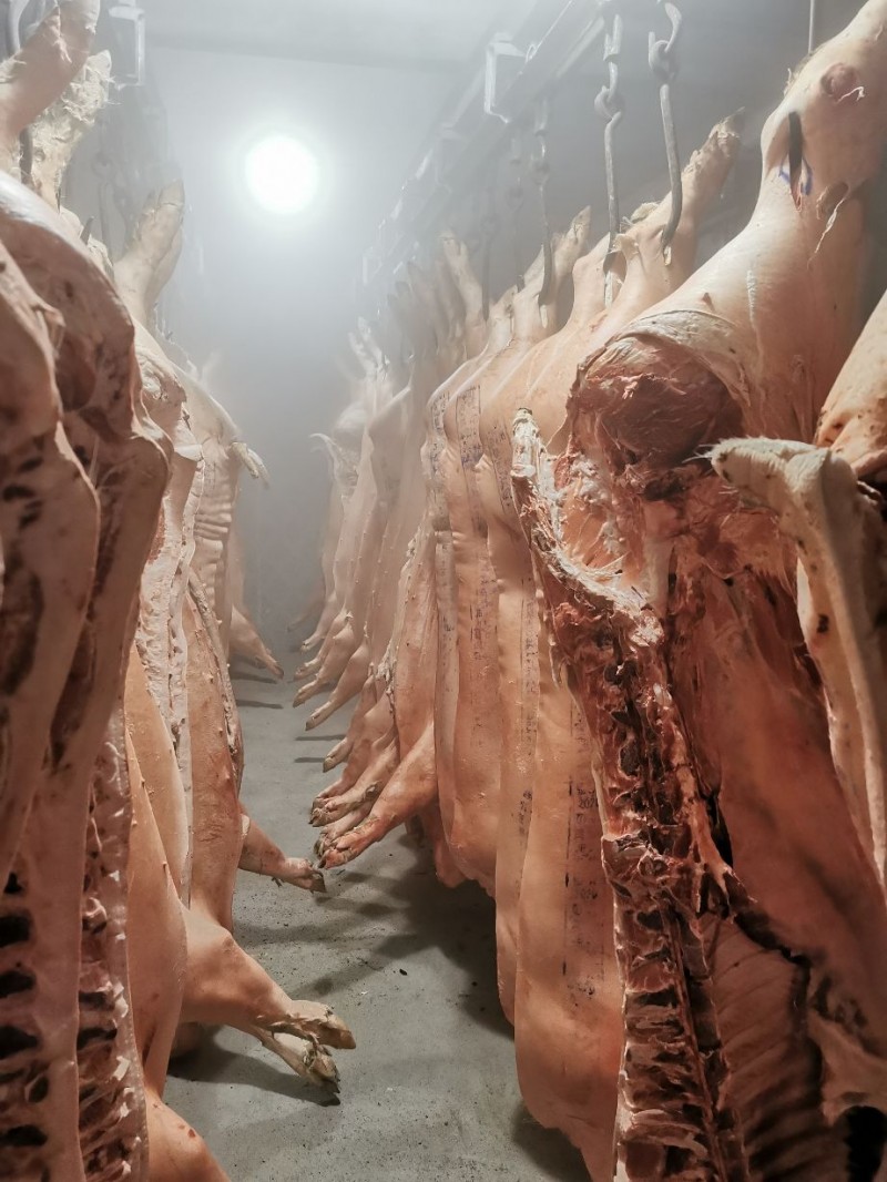 首页 供应 猪产品 猪白条 冻,青猪白条   分享到