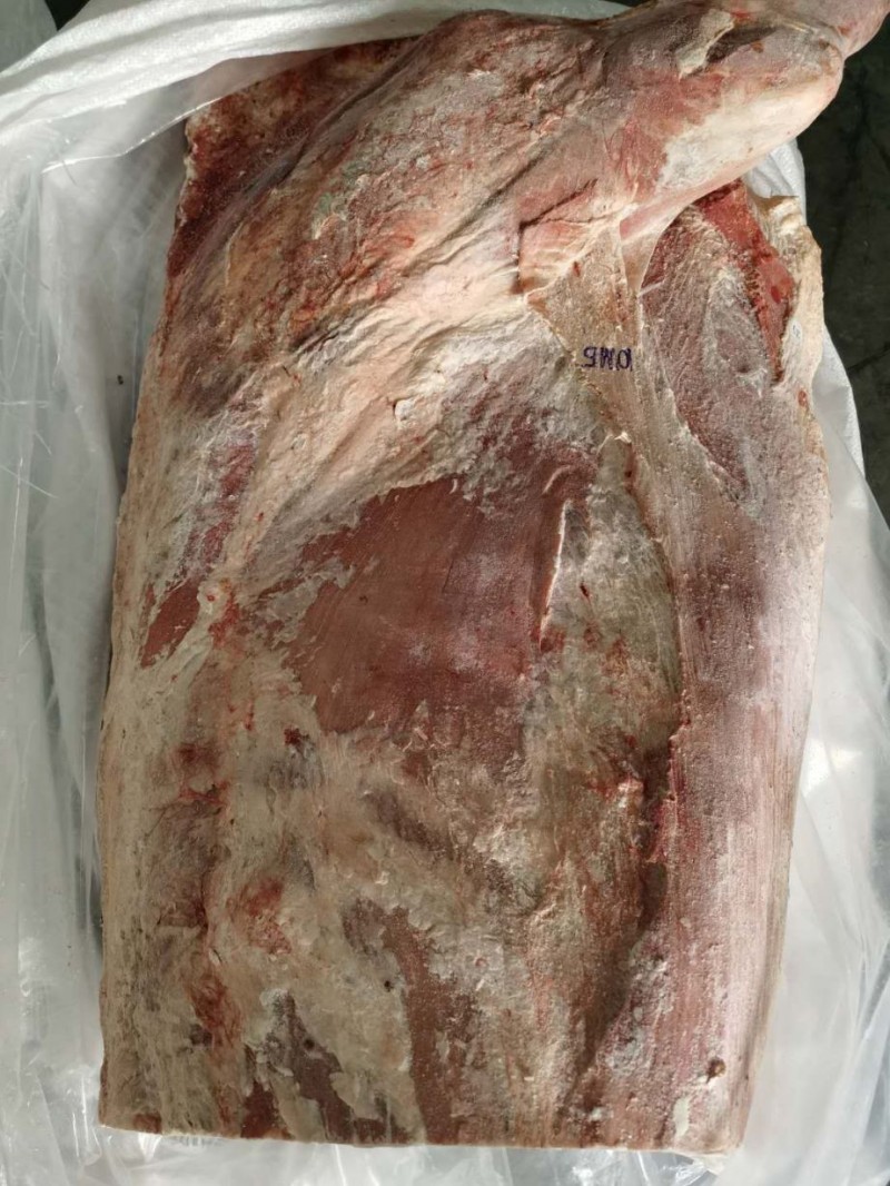 白俄公牛四分体