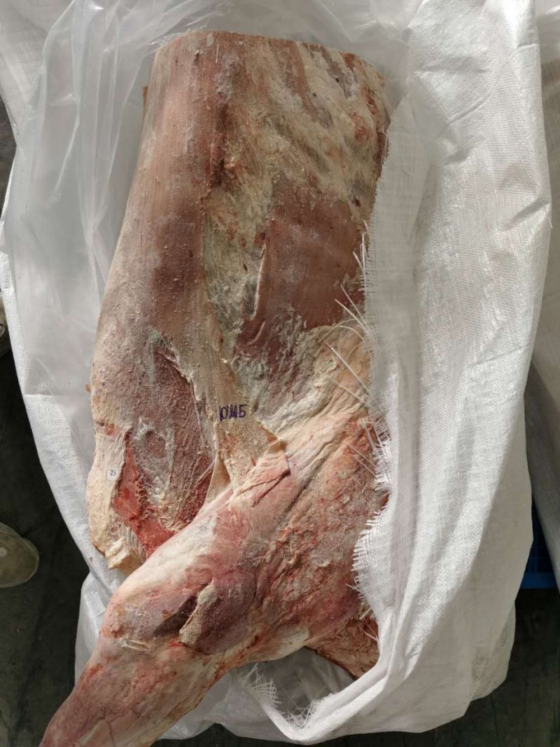 白俄公牛四分体