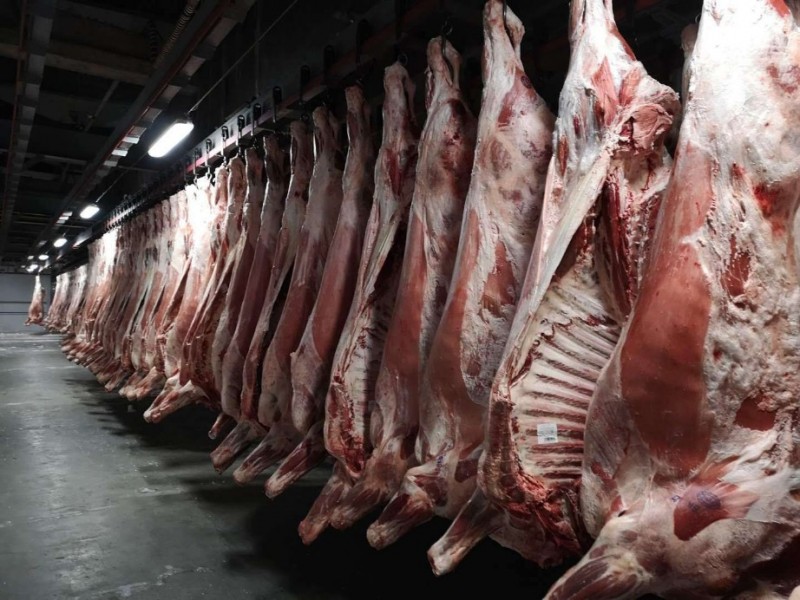 白俄公牛四分体