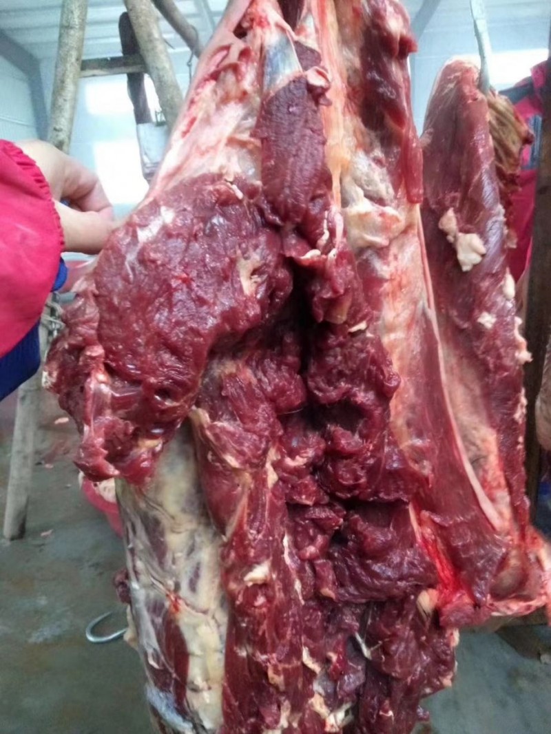 马肉现宰鲜马肉