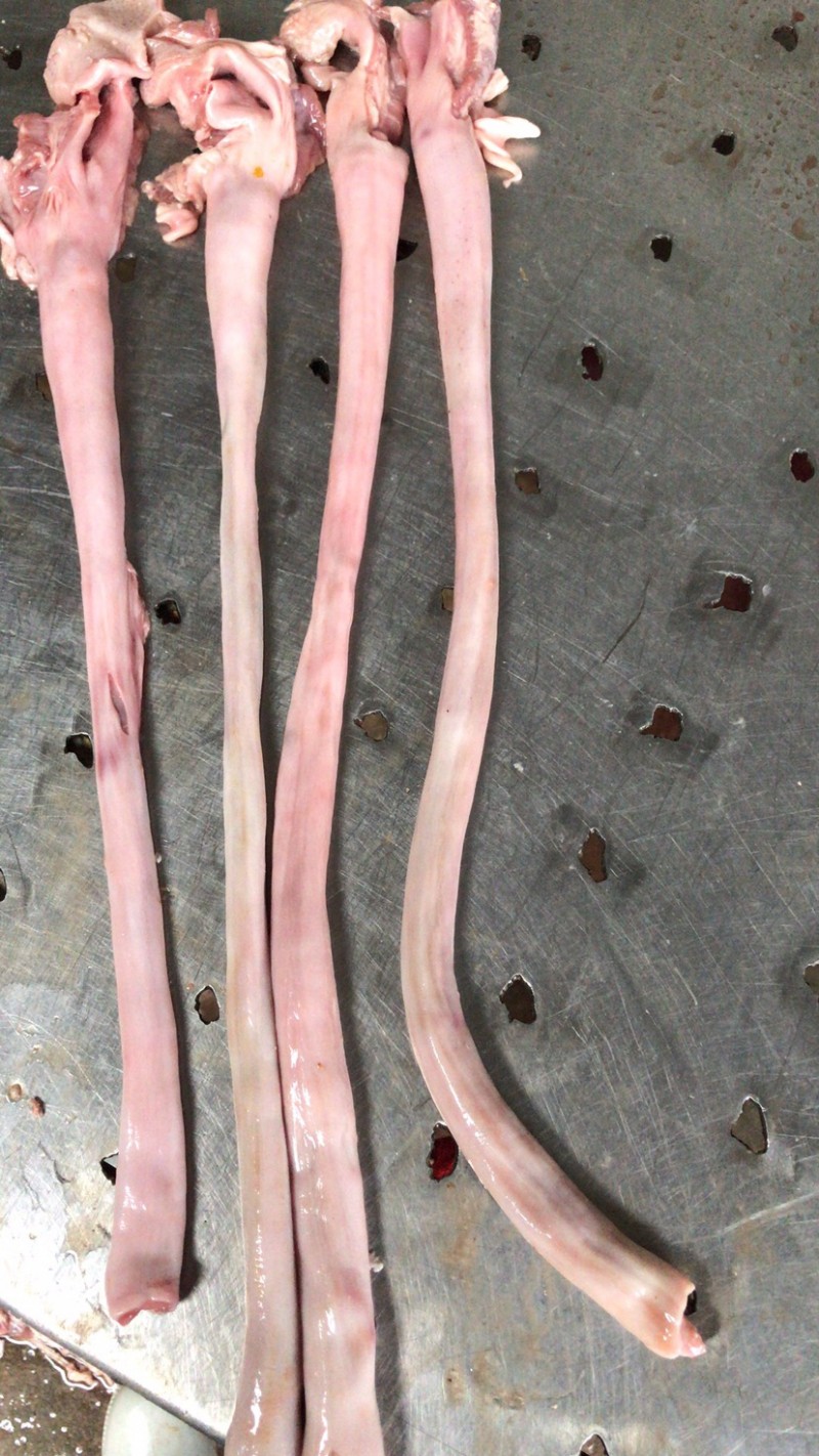 首页 供应 猪产品 猪三管 翻食道管(红肠)   分享到  价格:21000元/吨