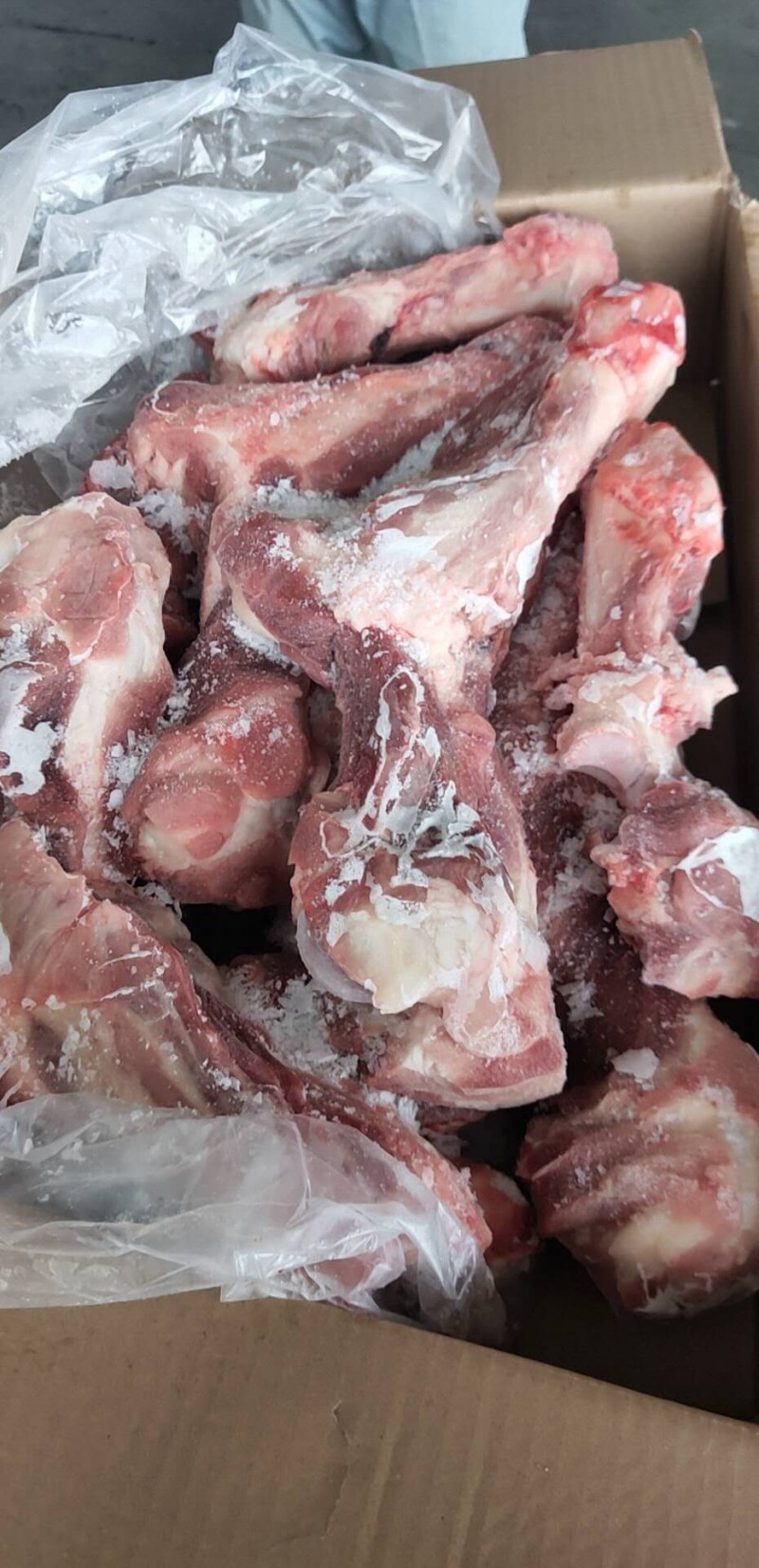 母猪前腿骨