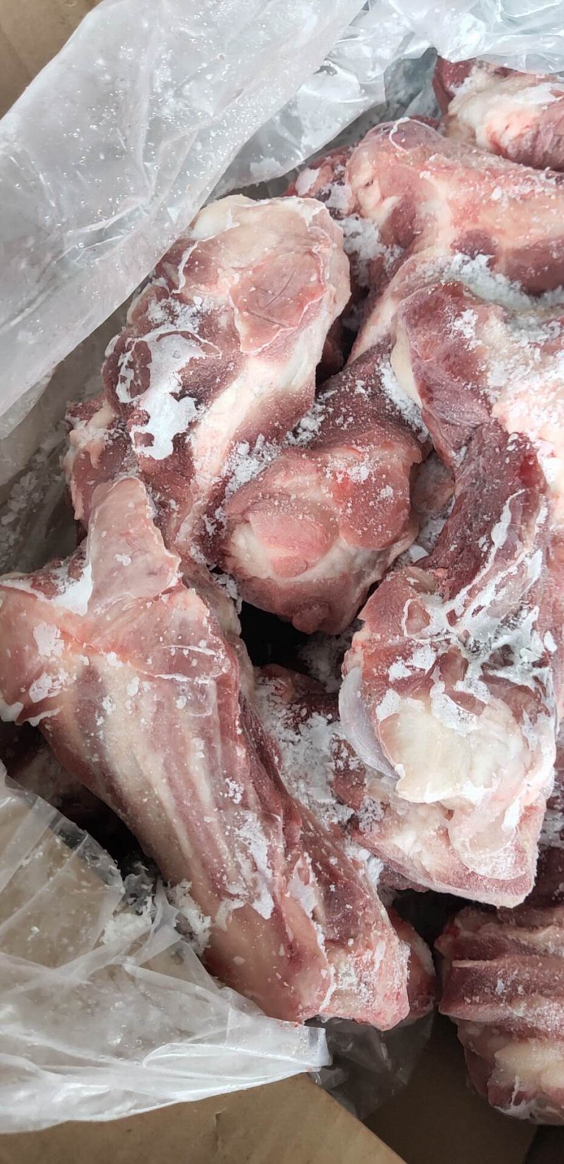 母猪前腿骨