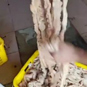 猪大肠