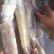 阿根廷鱿鱼原料
