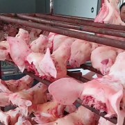 母猪头