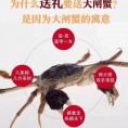 大闸蟹源头供应