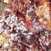 蒙古马肉