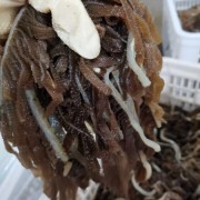 148得五斤毛肚
